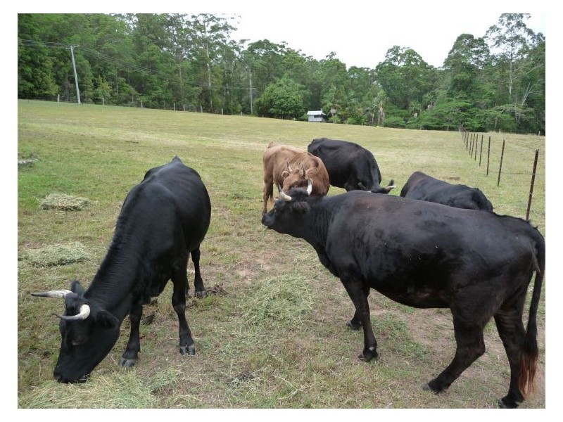 130 Sheahans Road, Yandina QLD 4561