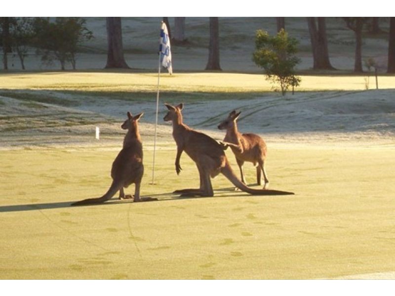 96 Golf Links Rd, Buderim QLD 4556