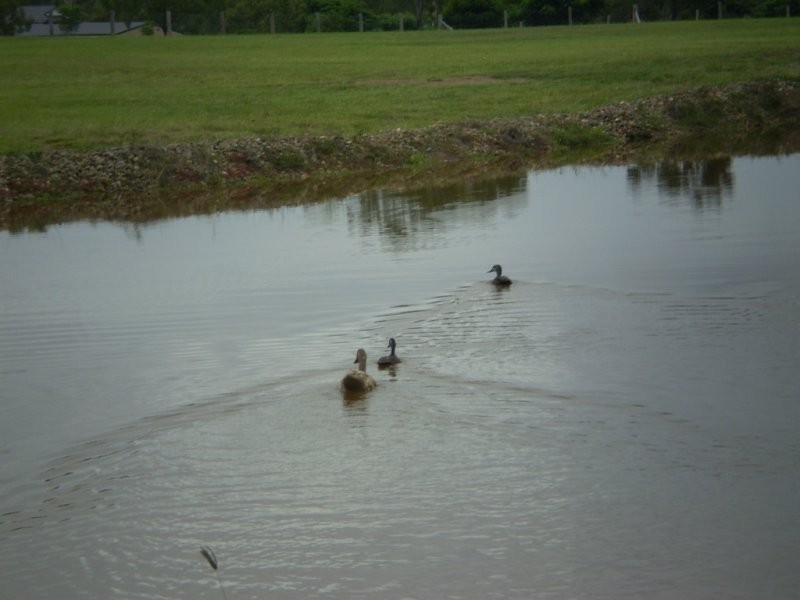 14 Ambrose Lane, Beecher QLD 4680