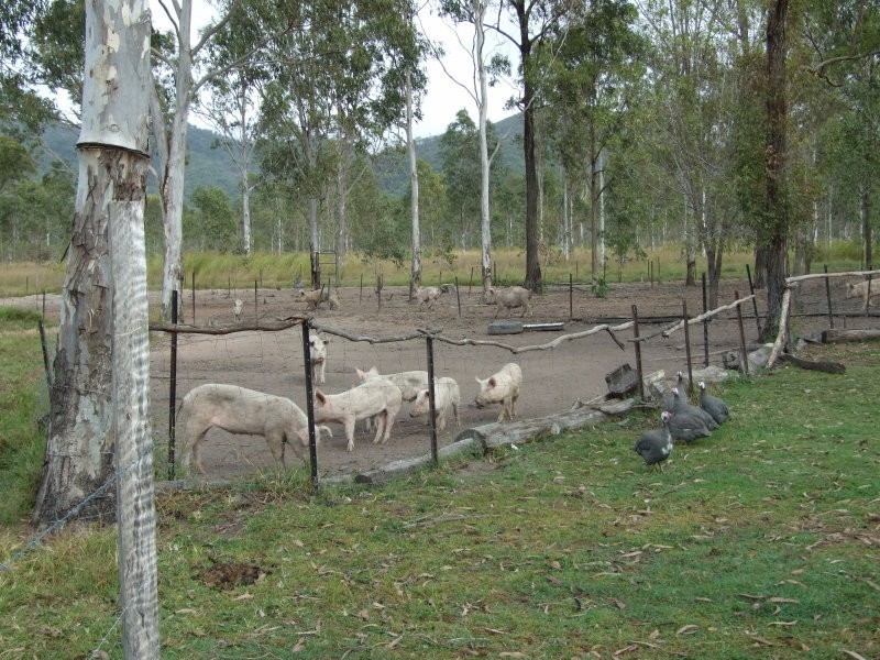 391 Dalgleish Road, Bororen QLD 4678