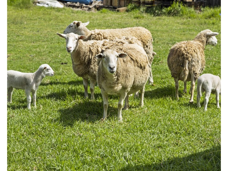 109-117 Glennie Street, Drayton QLD 4350