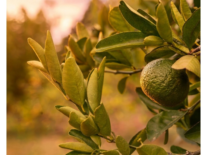 369 Haynes Kite Millar Road, Blackbutt South QLD 4306