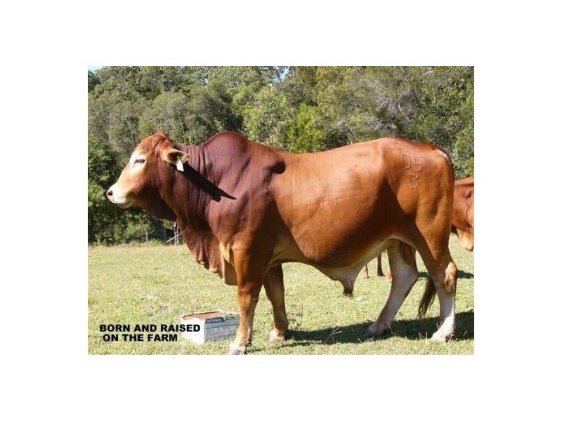 50 Firewheel Road, Ringtail Creek QLD 4565