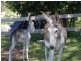172A Pointer Road, Yatte Yattah NSW 2539