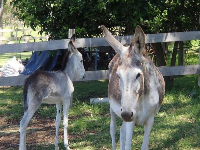 172A Pointer Road, Yatte Yattah NSW 2539