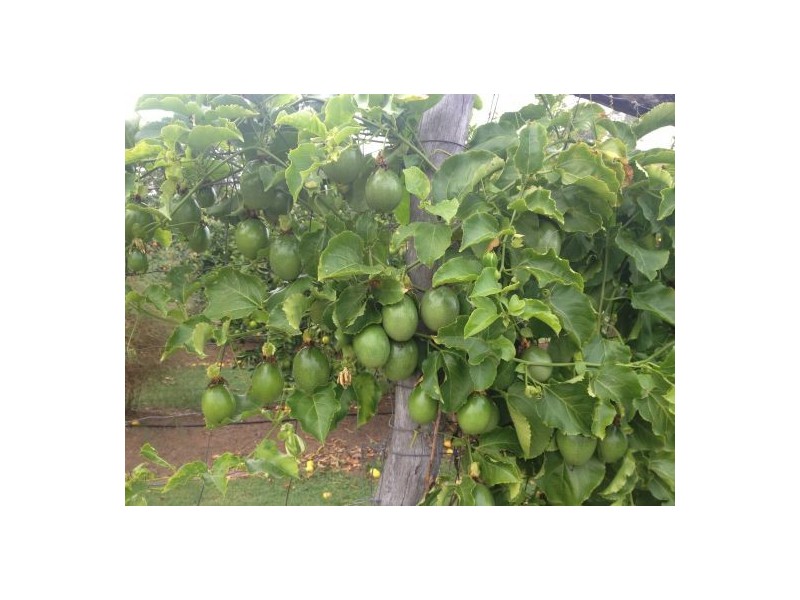 47 Karina Street, Placid Hills QLD 4343