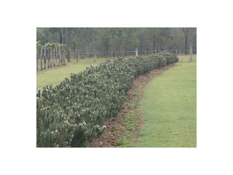 47 Karina Street, Placid Hills QLD 4343