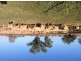 Bollon Mitchell Road, Bollon QLD 4488