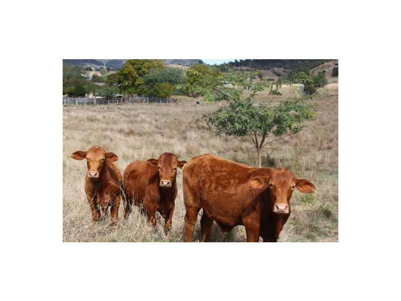 138 Topps Road, Flagstone Creek QLD 4344