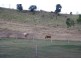 46 Topps Road, Flagstone Creek QLD 4344