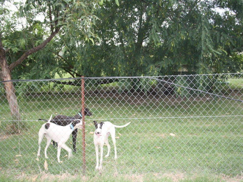 177 Murphys Creek Road, Withcott QLD 4352