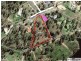 NO/12 Stilt Court, Laidley Heights QLD 4341
