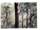 Off Main Camp Road, Thornton QLD 4341