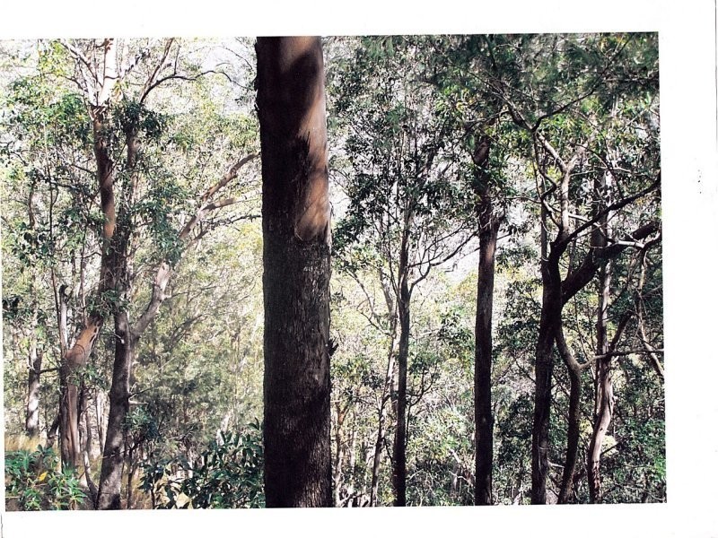 Off Main Camp Road, Thornton QLD 4341