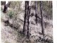 Off Main Camp Road, Thornton QLD 4341