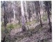 Off Main Camp Road, Thornton QLD 4341