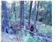 Off Main Camp Road, Thornton QLD 4341