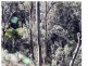 Off Main Camp Road, Thornton QLD 4341