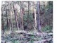 Off Main Camp Road, Thornton QLD 4341