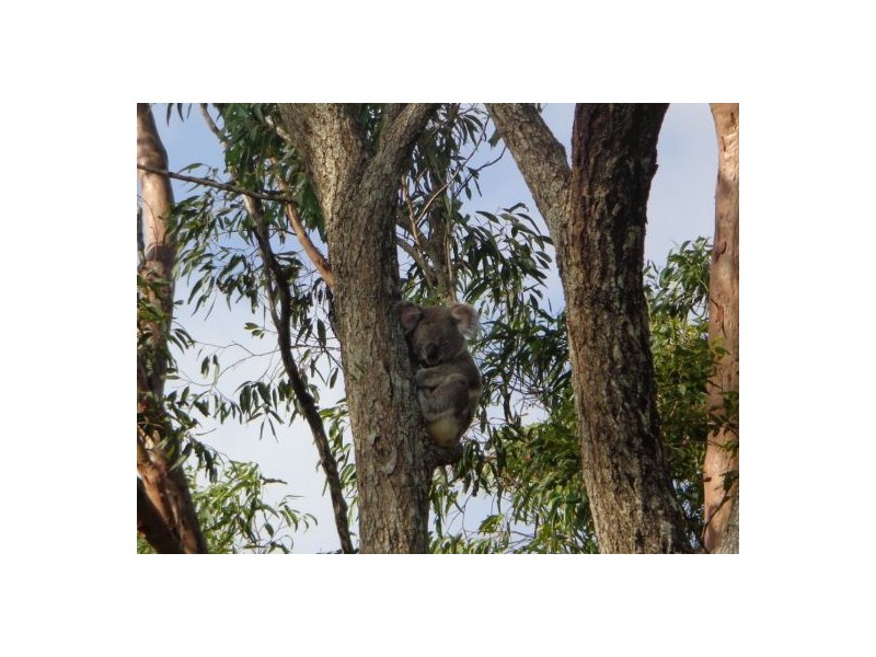 2 Torrelliana Ct, Cornubia QLD 4130