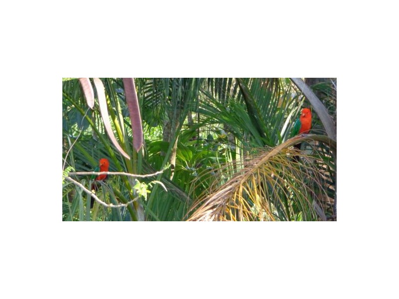 2 Torrelliana Ct, Cornubia QLD 4130