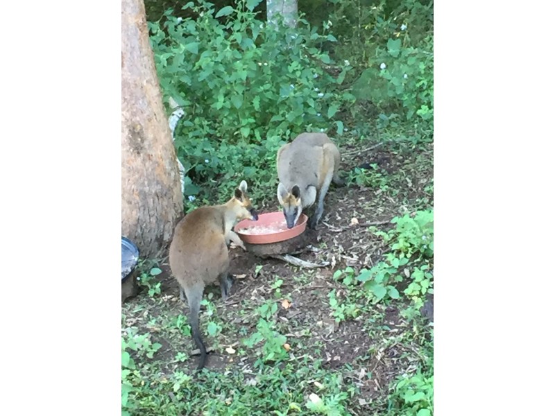 11 Forest Street, Daisy Hill QLD 4127