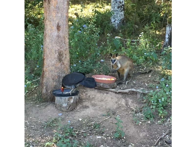 11 Forest Street, Daisy Hill QLD 4127