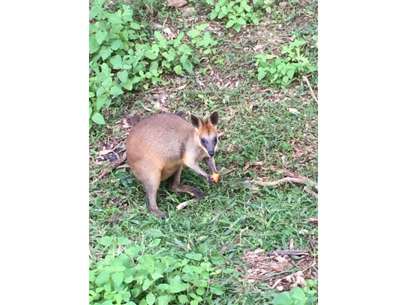 11 Forest Street, Daisy Hill QLD 4127