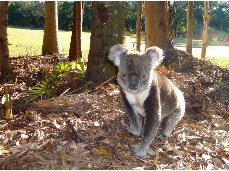 100 Resort Drive, Noosa Heads QLD 4567