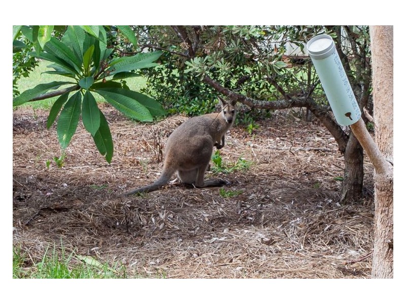 221 Mountain Top Road, Georgica NSW 2480