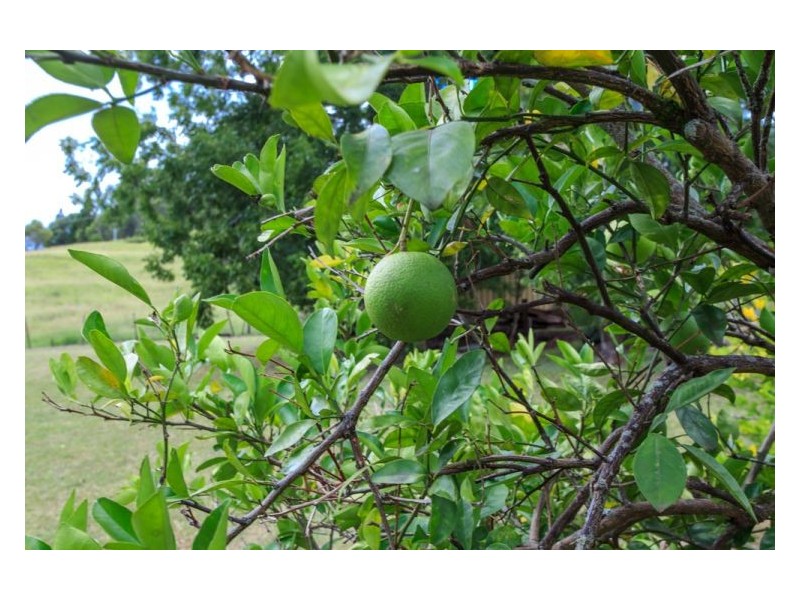 518 Rock Valley Road, Rock Valley NSW 2480