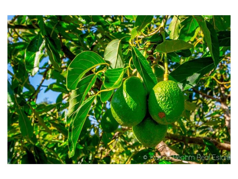 371 Whian Whian Road, Whian Whian NSW 2480