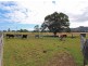 933 Bruxner Hwy, Mckees Hill NSW 2480