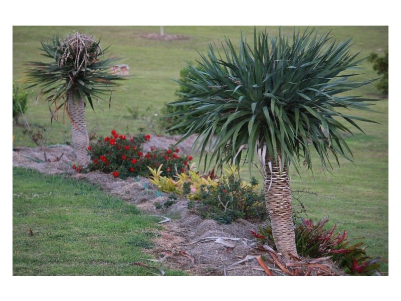 3328 Bentley Road, Cedar Point NSW 2474