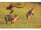 517 Pinchin Road, Goolmangar NSW 2480