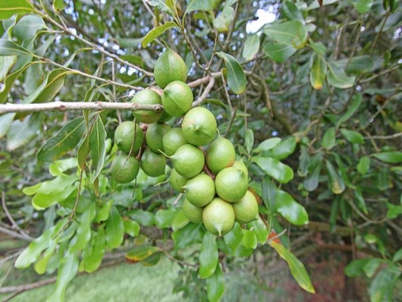 Lot 5 Henson Road, Wyrallah NSW 2480