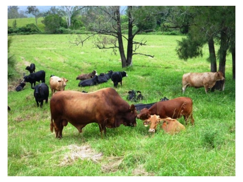 Chelmsford Road, Rock Valley NSW 2480