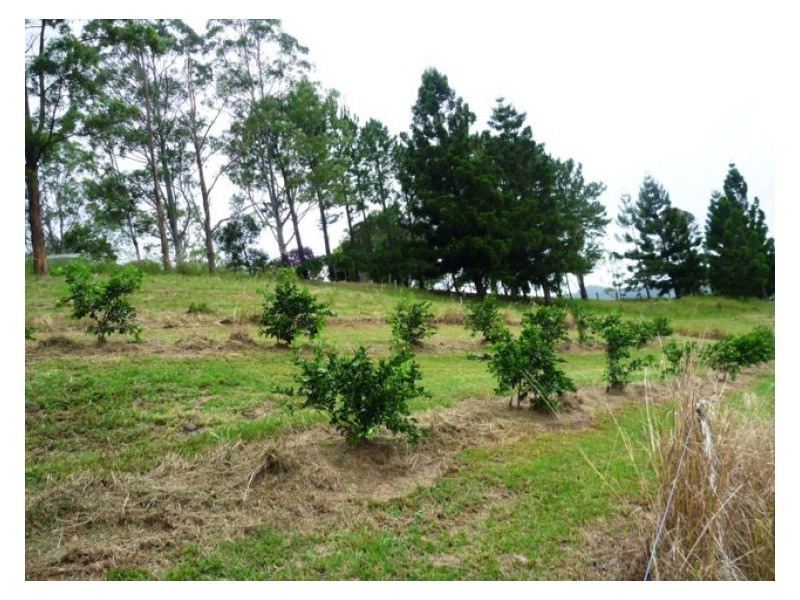 Chelmsford Road, Rock Valley NSW 2480