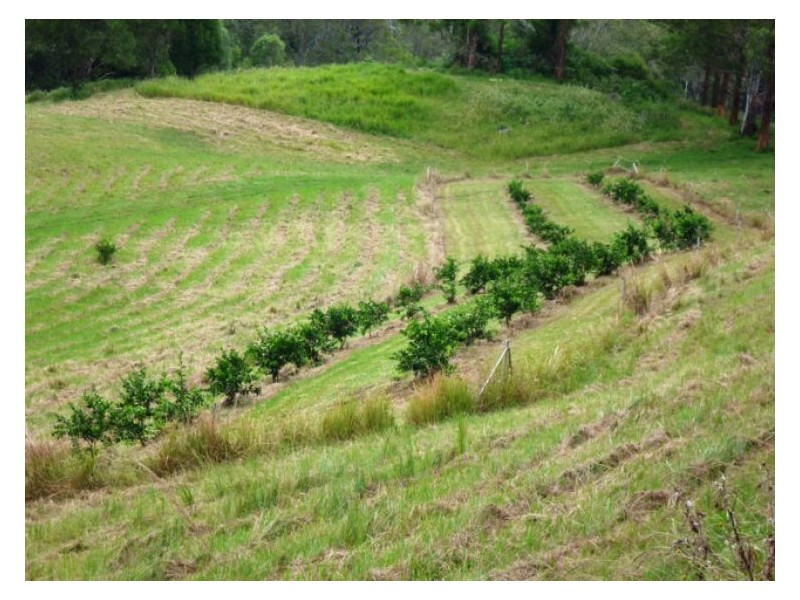 Chelmsford Road, Rock Valley NSW 2480