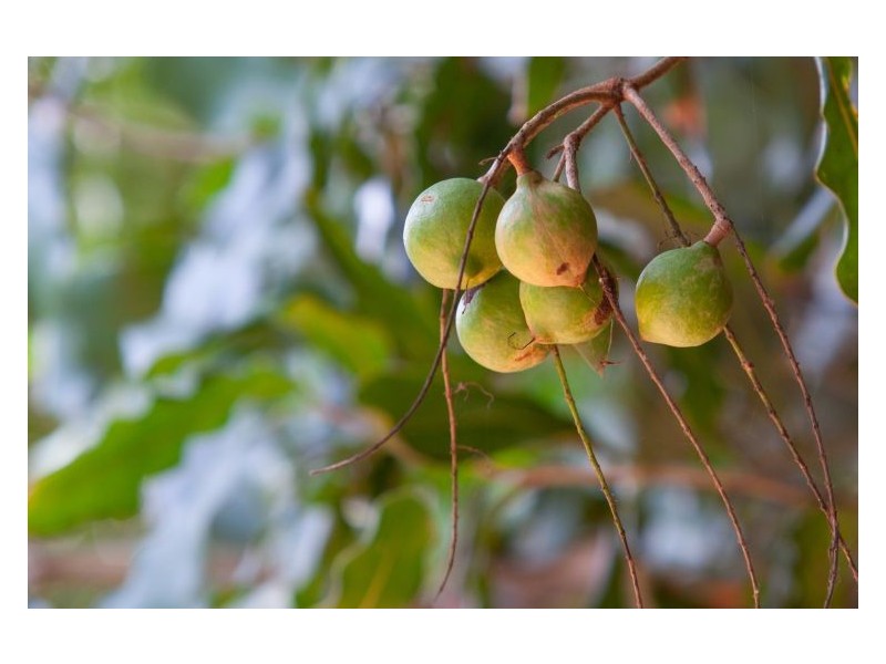 144 Fraser Road, Dunoon NSW 2480