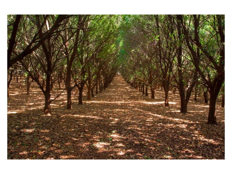 144 Fraser Road, Dunoon NSW 2480