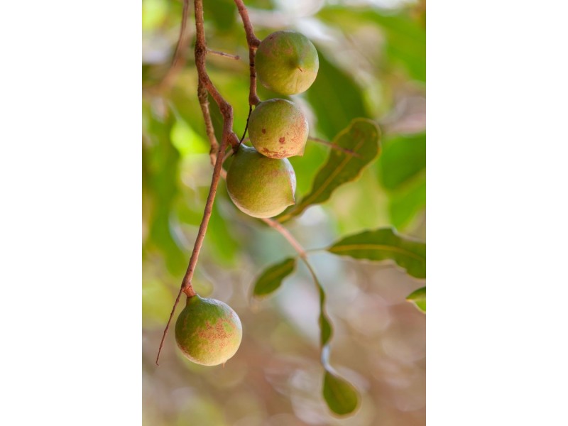 144 Fraser Road, Dunoon NSW 2480