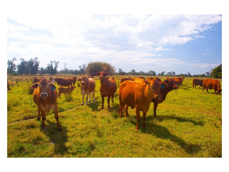 Lot 2 Moffitts Lane, Bora Ridge NSW 2471