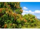 1241 Keerrong Road, Keerrong NSW 2480