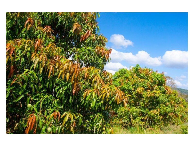 1241 Keerrong Road, Keerrong NSW 2480