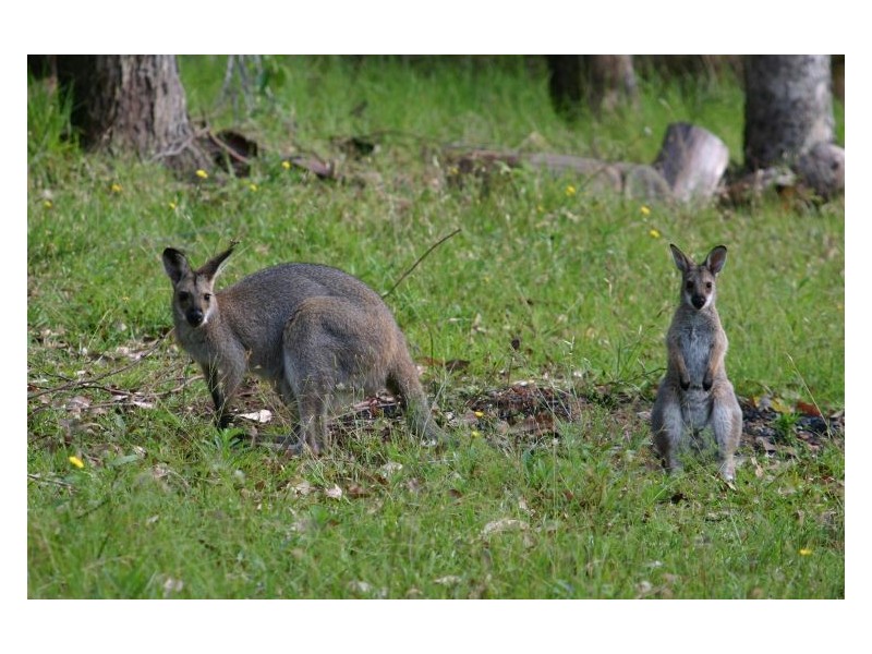 176 Skyline Road South, Monaltrie NSW 2480