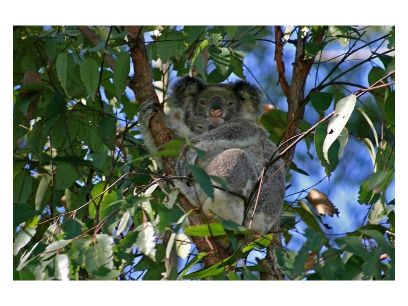 176 Skyline Road South, Monaltrie NSW 2480