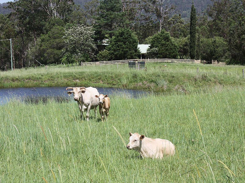 112 Homeleigh Road, Kyogle NSW 2474