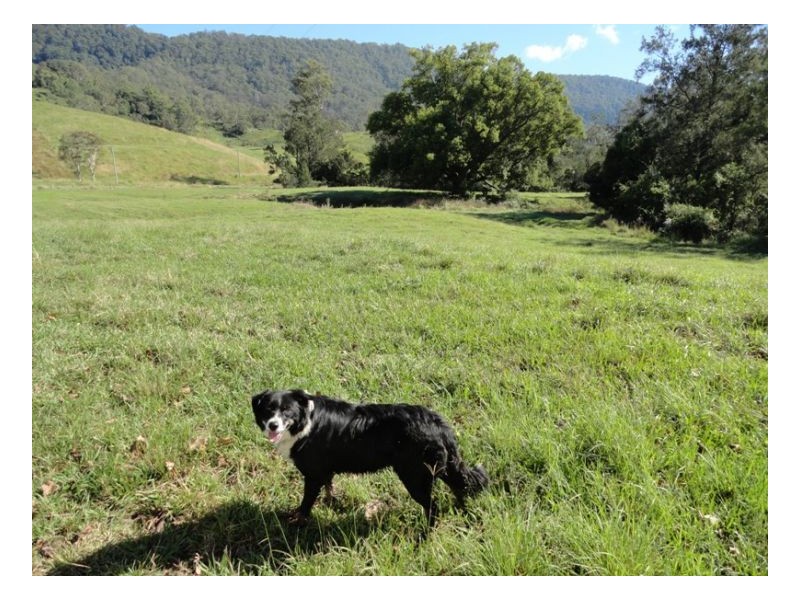 1061 Collins Creek Road, Kyogle NSW 2474