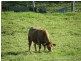 Homestead Road, Kyogle NSW 2474